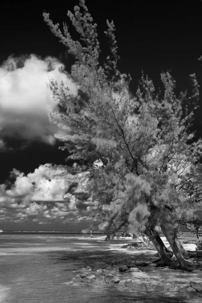 ROM noktası ağaçlar — Stok fotoğraf