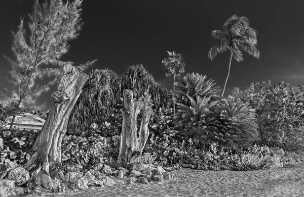 Seven Mile Beach-bomen (B&W) — Stockfoto