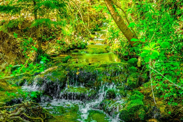 Arroyo en el bosque — Foto de Stock