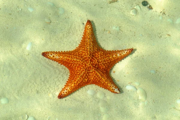 Deniz yıldızı deniz dibinin üzerinde