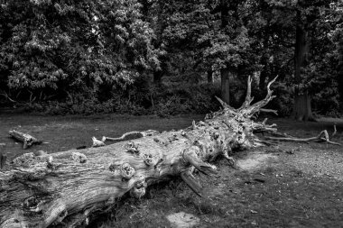  Döşeme ağaç gövdesi 