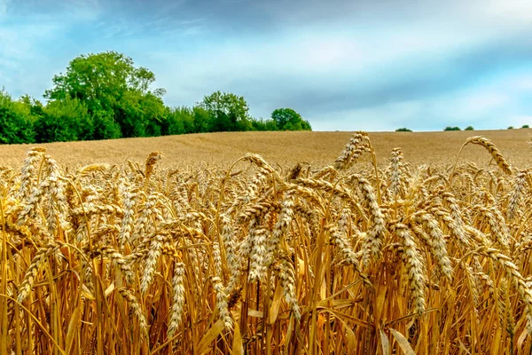 Campo de trigo de centeno — Foto de Stock
