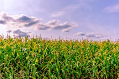 Normandiya Mısır alan