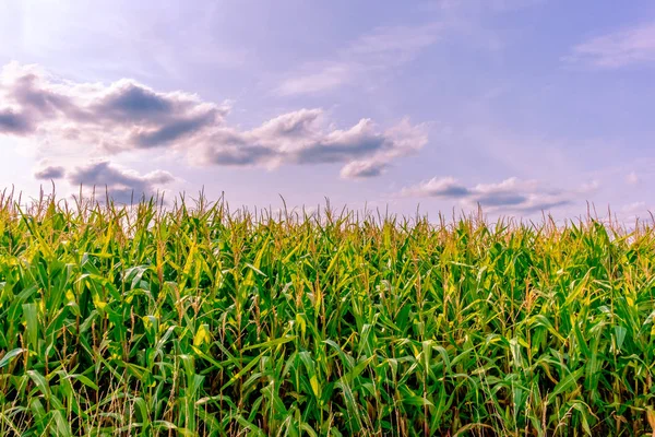 Normandiya Mısır alan