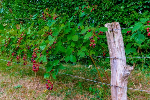 Hedgerow de mora orgánica — Foto de Stock