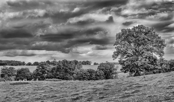 Koeien Een Veld Van Het Normandische Platteland Een Bewolkte Zomerdag — Stockfoto