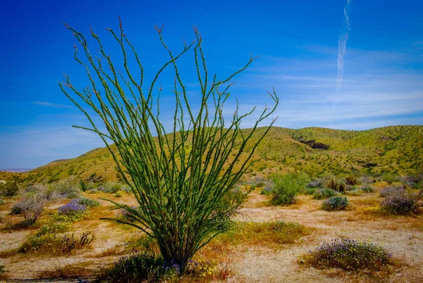 Крупный План Единственного Кактуса Окотилло Национальном Парке Джошуа Три Калифорния — стоковое фото