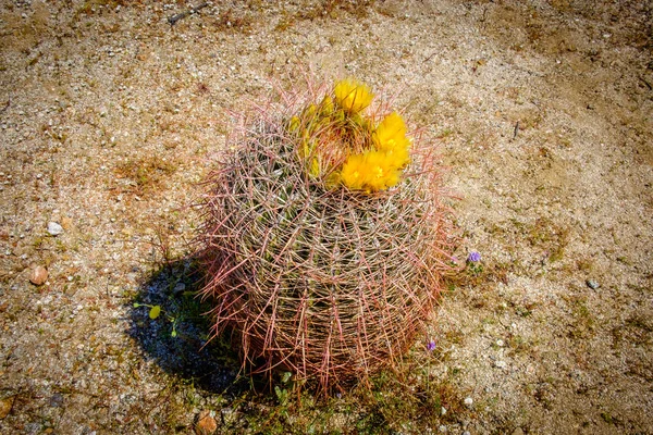 Крупным Планом Одном Бочковом Кактусе Цветущем Весной Парке Пустыни Анза — стоковое фото