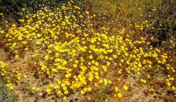Kaliforniya Nın Karahindiba Çiçeği Anza Borrego Çölü Eyalet Parkı Nda — Stok fotoğraf