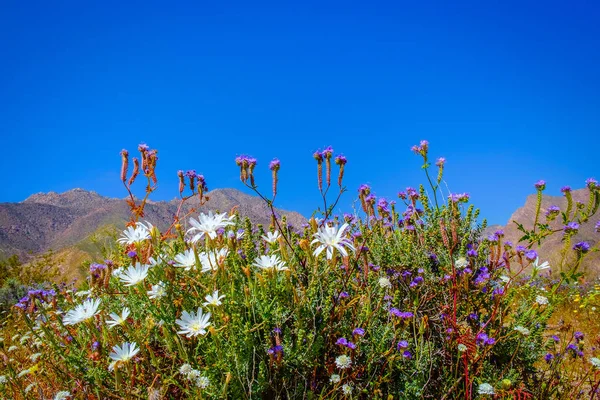 Fleurs Sauvages Pleine Floraison Dans Une Prairie Printemps Dans Parc — Photo