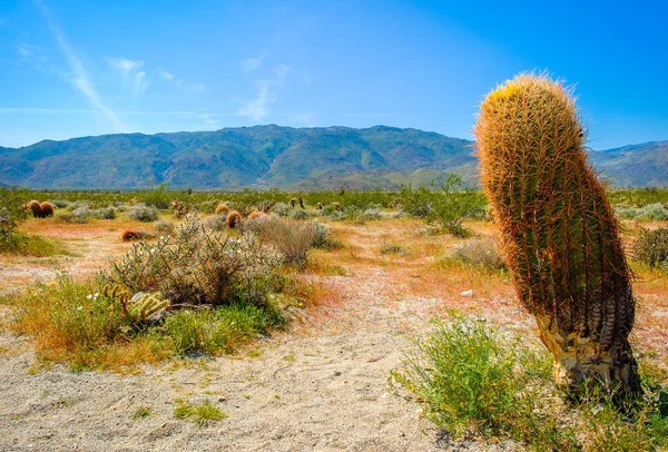 Cacto Barril Único Primavera Parque Estadual Deserto Anza Borrego Califórnia — Fotografia de Stock