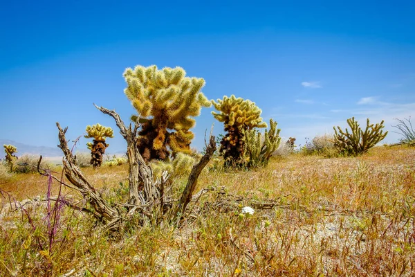 Madera Muerta Frente Chollas Cactus Anza Borrego Desert State Park — Foto de Stock