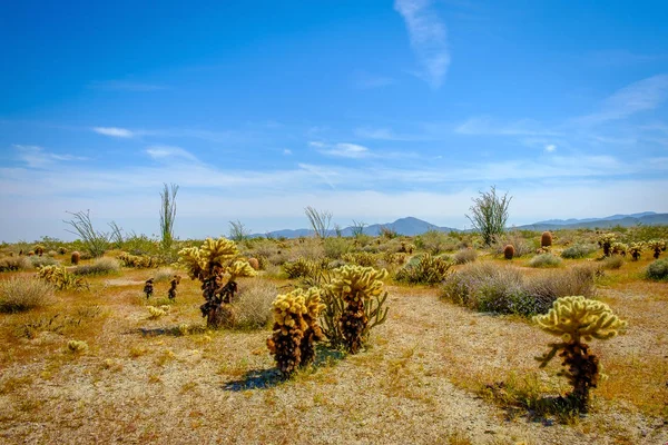 Cactus Chollas Cactus Ocotillo Anza Borrego Desert State Park California — Foto de Stock