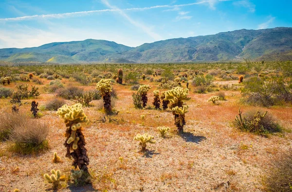 Cacto Anza Borrego Desert State Park Califórnia — Fotografia de Stock