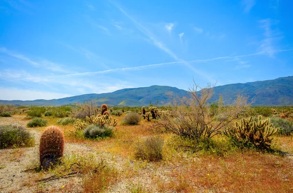 Cacto Anza Borrego Desert State Park Califórnia — Fotografia de Stock