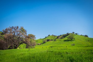 Malibu Creek Eyalet Parkı Santa Monica Dağları 2019 ilkbaharında