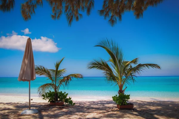 Tencere Içinde Küçük Palmiye Ağaçları Cayman Adaları Nda Boş Bir — Stok fotoğraf
