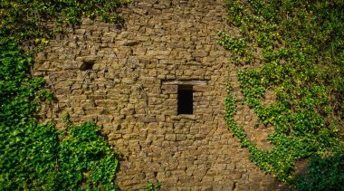 Sarmaşık bitkisi Mayenne, Fransa 'da terk edilmiş eski bir taş evde yetişiyor.