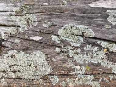 arka yüzey eski ahşap dokulu