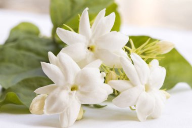 arka plan doğa çiçek beyaz beyaz Yasemin