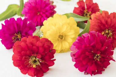 Çiçekçi beyaz renkli çiçekler için hazırlamak