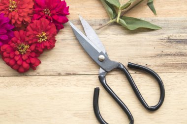 renkli çiçekler ve makas için çiçekçi hazırlamak 