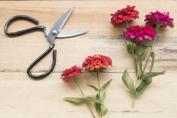 renkli çiçekler ve makas için çiçekçi hazırlamak 