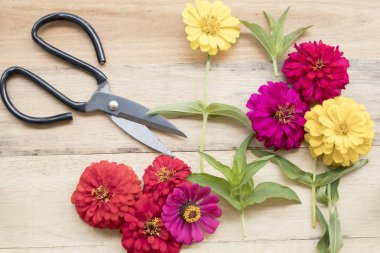 renkli çiçekler ve makas için çiçekçi hazırlamak 