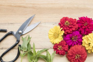 renkli çiçekler ve makas için çiçekçi hazırlamak 