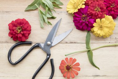 renkli çiçekler ve makas için çiçekçi hazırlamak 