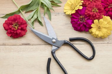 renkli çiçekler ve makas için çiçekçi hazırlamak 