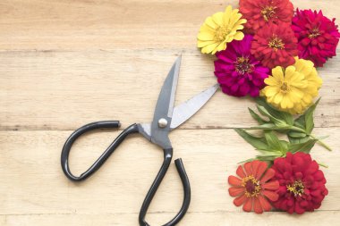 renkli çiçekler ve makas için çiçekçi hazırlamak 