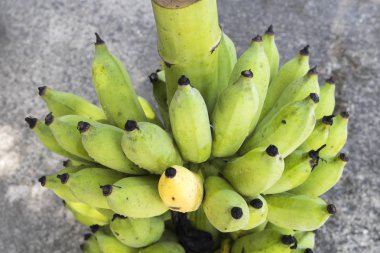 arka plan doğa ekili Ham muz çimento zemin üzerinde meyve