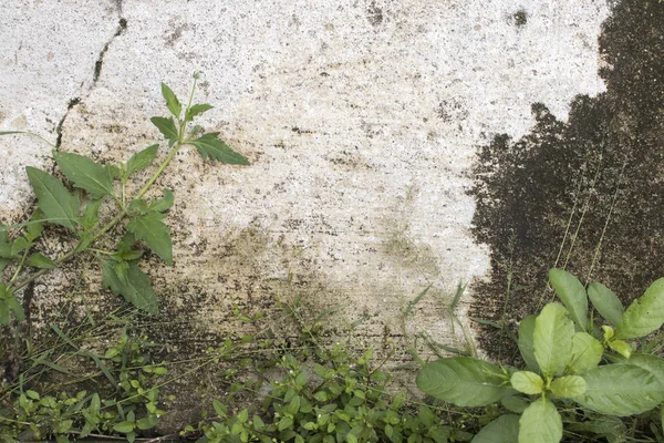 Háttér, texturált felület cement van fű, az emeleten — Stock Fotó