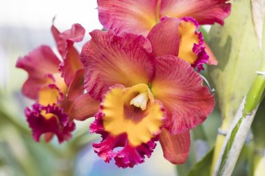 arka plan doğa kırmızı renkli yumuşak çiçek orkide 