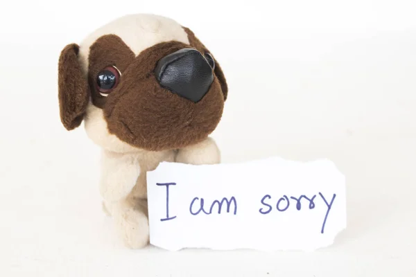 i am sorry message card with dog toy on background white