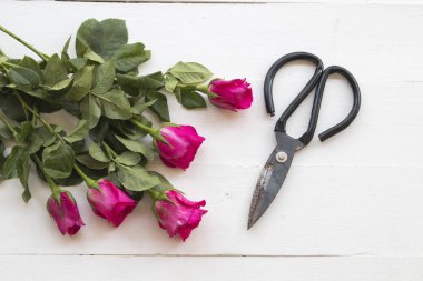 makas için pembe Gül çiçekçi beyaz arka plan üzerinde hazırlamak