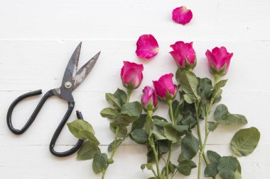 makas için pembe Gül çiçekçi tablo beyaz hazırlamak