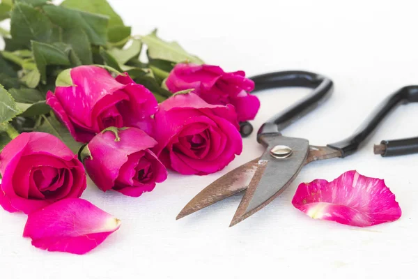 粉红色玫瑰与剪刀准备在表白色的花店 — 图库照片