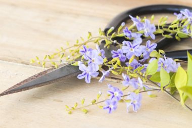 makas ile mor çiçekler çiçekçi ahşap arka plan üzerinde hazırlamak