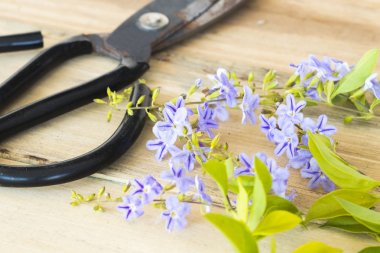 makas ile mor çiçekler çiçekçi ahşap arka plan üzerinde hazırlamak