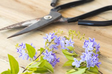 makas ile mor çiçekler çiçekçi ahşap arka plan üzerinde hazırlamak