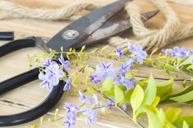 makas ile mor çiçekler çiçekçi ahşap arka plan üzerinde hazırlamak