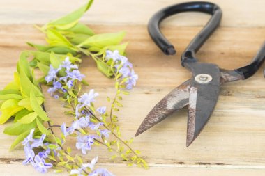 makas ile mor çiçekler çiçekçi ahşap arka plan üzerinde hazırlamak