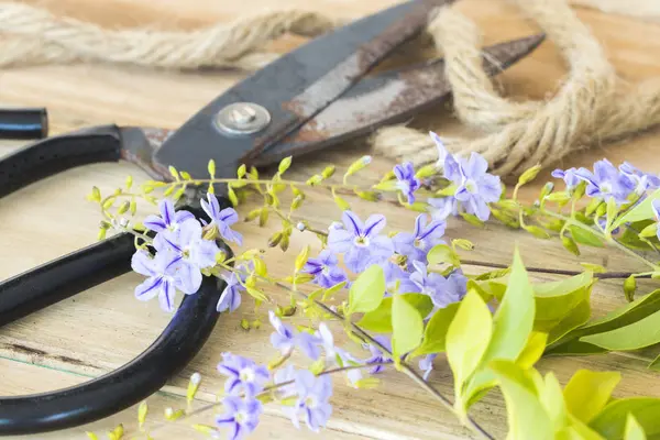 makas ile mor çiçekler çiçekçi ahşap arka plan üzerinde hazırlamak