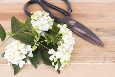 makas ile beyaz çiçek çiçekçi ahşap arka plan üzerinde hazırlamak