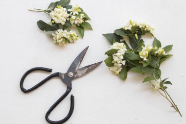 makas ile beyaz çiçek çiçekçi tablo beyaz hazırlamak