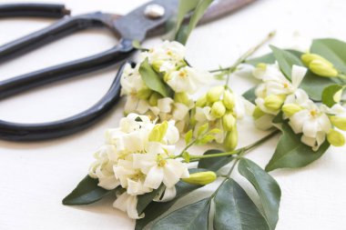 makas ile beyaz çiçek çiçekçi tablo beyaz hazırlamak