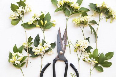 makas ile beyaz çiçek çiçekçi tablo beyaz hazırlamak