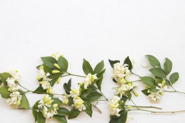 arka plan beyaz buket beyaz çiçek düzenleme